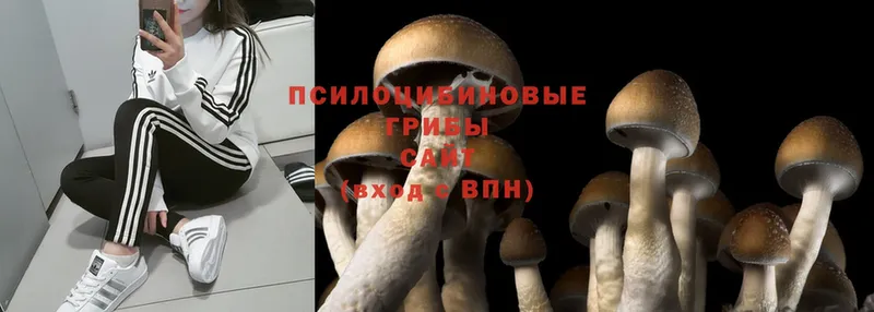 Галлюциногенные грибы MAGIC MUSHROOMS  Балахна 